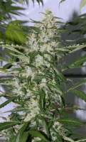 Imagen de alpineseeds1 (Ghana Landrasse)