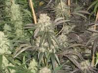 Imagen de MrOrganic (OG Kush-LemonLarry)