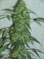 Imagen de stamina (OG Kush-LemonLarry)