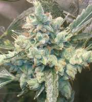 Alpine-Seeds OG.Kush-LemonLarry  - foto de Weedlife