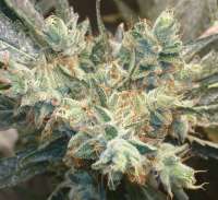 Imagen de Weedlife (OG Kush-LemonLarry)