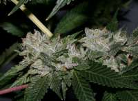 Imagen de alpineseeds1 (OG Kush-LemonLarry 1 1)