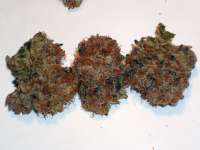 Imagen de eufrat (OG Kush-LemonLarry 1 1)