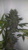 Imagen de DoubleChoclate [OG Kush-LemonLarry IBL]