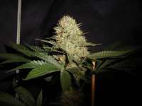 Imagen de tuco2co (OG Kush-LemonLarry IBL)