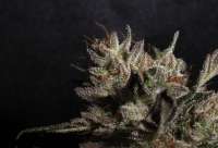 Imagen de tuco2co (OG Kush-LemonLarry IBL)