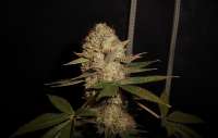 Imagen de tuco2co (OG Kush-LemonLarry IBL)