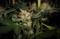 Imagen de tuco2co (OG Kush-LemonLarry IBL)