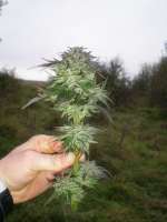 Imagen de an0nym (OG Kush-LemonLarry x DeepChunk)