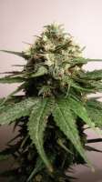 Imagen de WeedOxid (OG Kush-LemonLarry x DeepChunk)