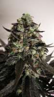 Imagen de WeedOxid (OG Kush-LemonLarry x DeepChunk)