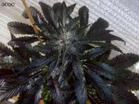 Imagen de Stamina (OG Kush-LemonLarry x DeepChunk)