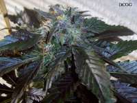 Imagen de Stamina (OG Kush-LemonLarry x DeepChunk)