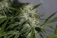 Imagen de alpineseeds1 (OG Kush-LemonLarry x ECSD BX1)