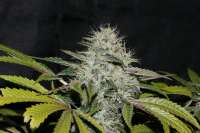 Imagen de alpineseeds1 (OG Kush-LemonLarry x ECSD BX1)