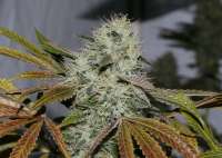 Imagen de alpineseeds1 (OG Kush-LemonLarry x ECSD BX1)