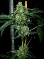 Imagen de Stamina (OG Kush-LemonLarry x ECSD BX1)