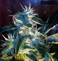 Alpine-Seeds OG.Kush-LemonLarry x ECSD BX1 - foto de Weedlife