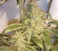 Alpine-Seeds OG.Kush-LemonLarry x ECSD BX1 - foto de Weedlife