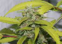 Imagen de alpineseeds1 (SPG Breeding Line 1)