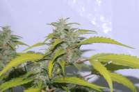 Imagen de alpineseeds1 (SPG Breeding Line 1)