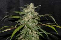 Imagen de alpineseeds11 (Sweet Chunk BX1)