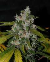 Imagen de alpineseeds11 (Sweet Chunk BX1)