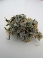 Alpine-Seeds Sweet Chunk BX1 - foto de thegreen