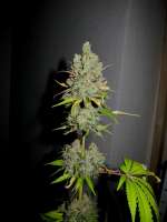 Alpine-Seeds Sweet Chunk BX1 - foto de thegreen