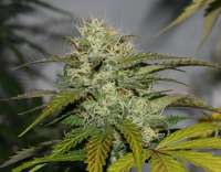 Imagen de alpineseeds1 (Sweet Pink Grapefruit)