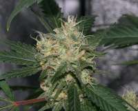 Imagen de alpineseeds1 (Sweet Pink Grapefruit)