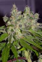 Imagen de alpineseeds1 (Sweet Tooth 3 BX1)