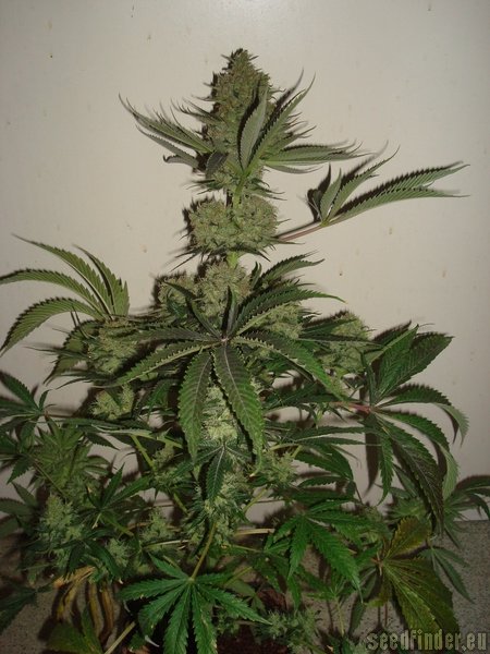 Alpine-Seeds Sweet Tooth 3 BX1