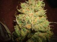 Alpine-Seeds Sweet Tooth 3 BX1 - foto de MrOrganic