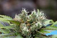 Imagen de alpineseeds1 (Sweet Tooth 3 BX2)