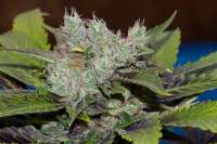 Alpine-Seeds Sweet Tooth 3 BX2 - foto de alpineseeds1