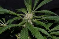 Imagen de AlpineSeeds (Sweet Tooth 4)