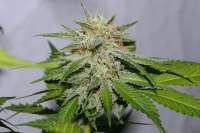 Imagen de alpineseeds1 (Victory Kush)