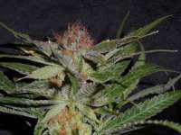 Amadeus Genetics Querkle S1 - foto de TeamAmadeus