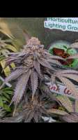 Ambitious Seeds Ambitious Sweet Ape - foto de eastcg