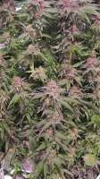 Ambitious Seeds Ambitious Sweet Ape - foto de Avi215