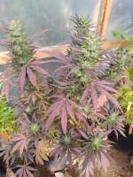 Andina Seeds Fruit Spirit OG - foto de andinaseeds