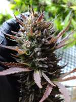 Andina Seeds Fruit Spirit OG - foto de andinaseeds