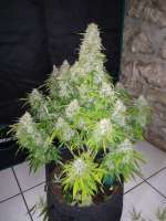 Anesia Seeds Auto Nova OG - foto de zoobzoob23