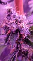 Anesia Seeds Blackberry Moonrocks - foto de SKMunKiE