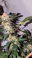 Anesia Seeds Hyper Glue - foto de MrGreenJean