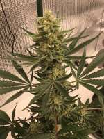 Antenna Seeds Antenna Gorilla Haze - foto de CaptainMonkeynuts