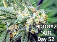 Imagen de Craigger77 (Hot Dog OG)