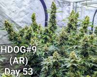 Imagen de Craigger77 (Hot Dog OG)