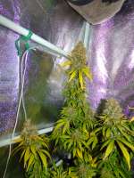 Imagen de hemp47 (Girl Scout Cookies Forum Cookies)